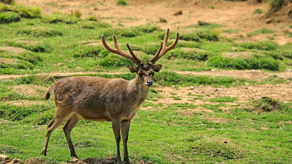 From Forest to Front Door: The Journey of a Sustainably Sourced Antler