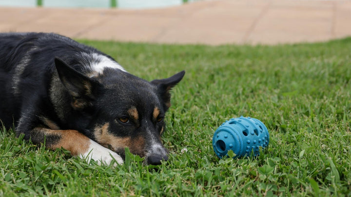 Natural Antlers vs. Synthetic Bones: Which is Better for Your Dog?
