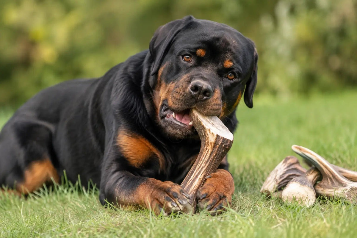 Durable Chews for Rottweilers That Hold Up - Chomper chewz