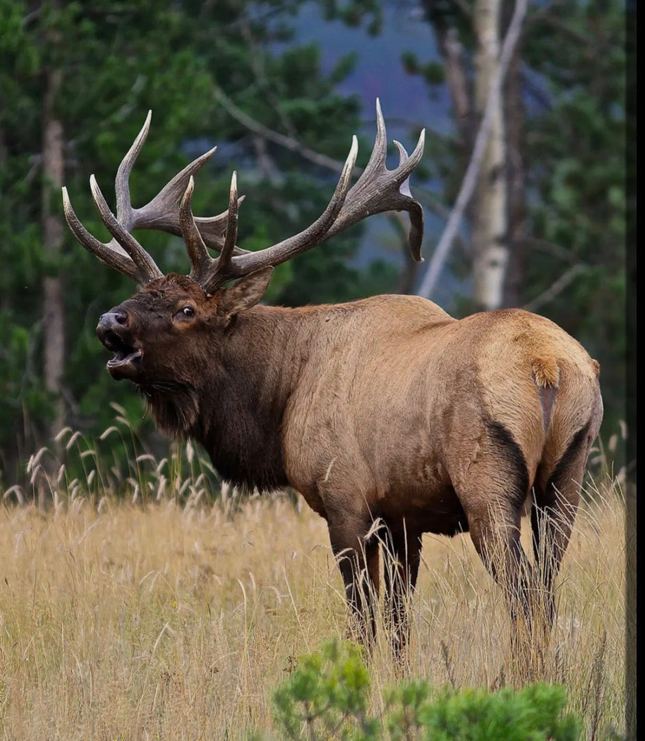 How Elk Grow and Shed Antlers (And Why It Matters for Your Dog) - Chomper chewz