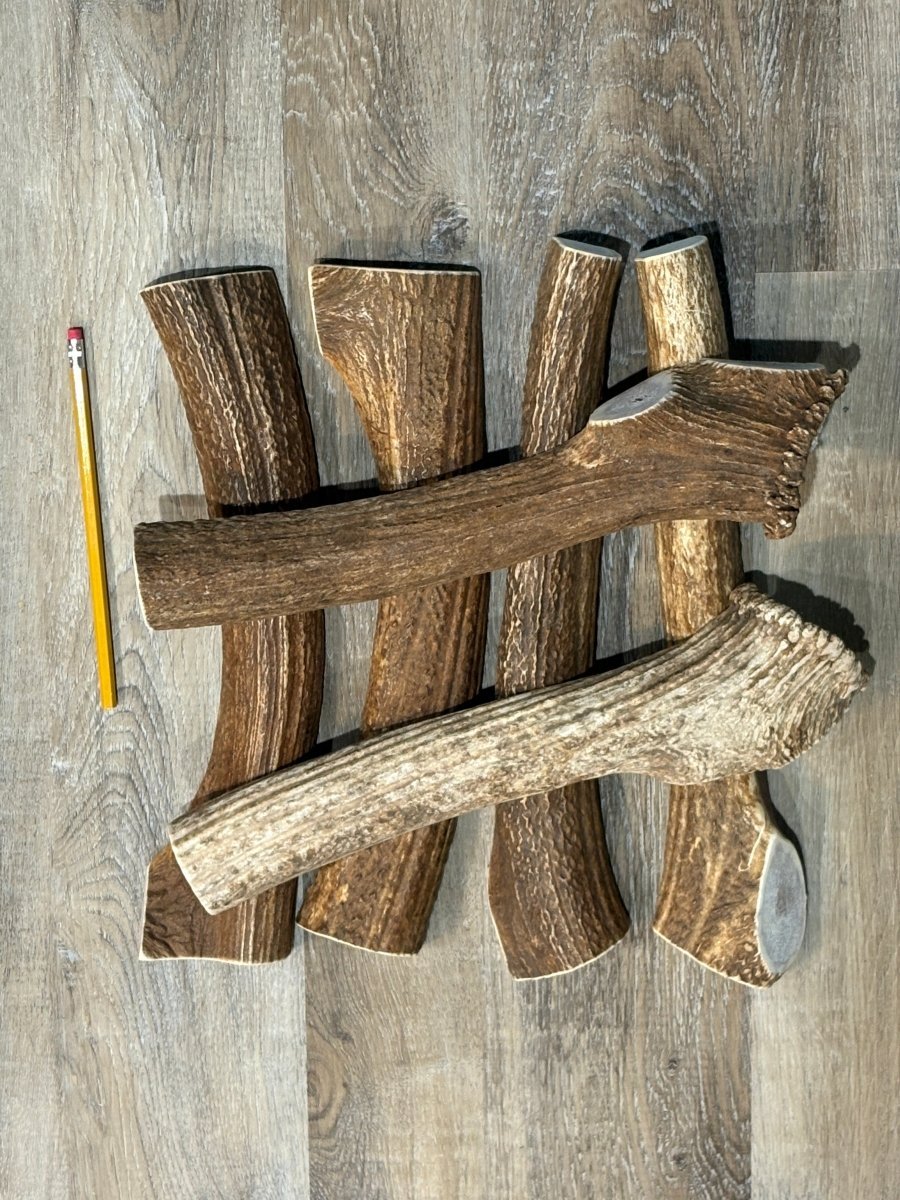 Jumbo Elk Antler Chews - Chomper chewz