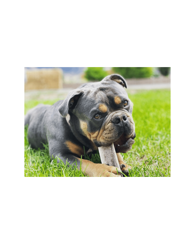 Shop Chomper Chewz - Chomper chewz