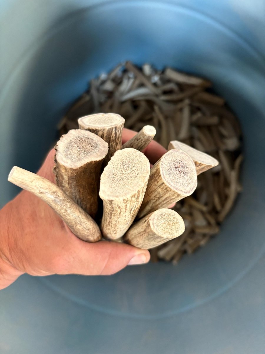 1 lb Small Elk Antler Dog Chews Bulk Pack Naturally Shed Chews for Small Breeds & Puppies, Single Ingredient Dental Treat - Chomper chewz