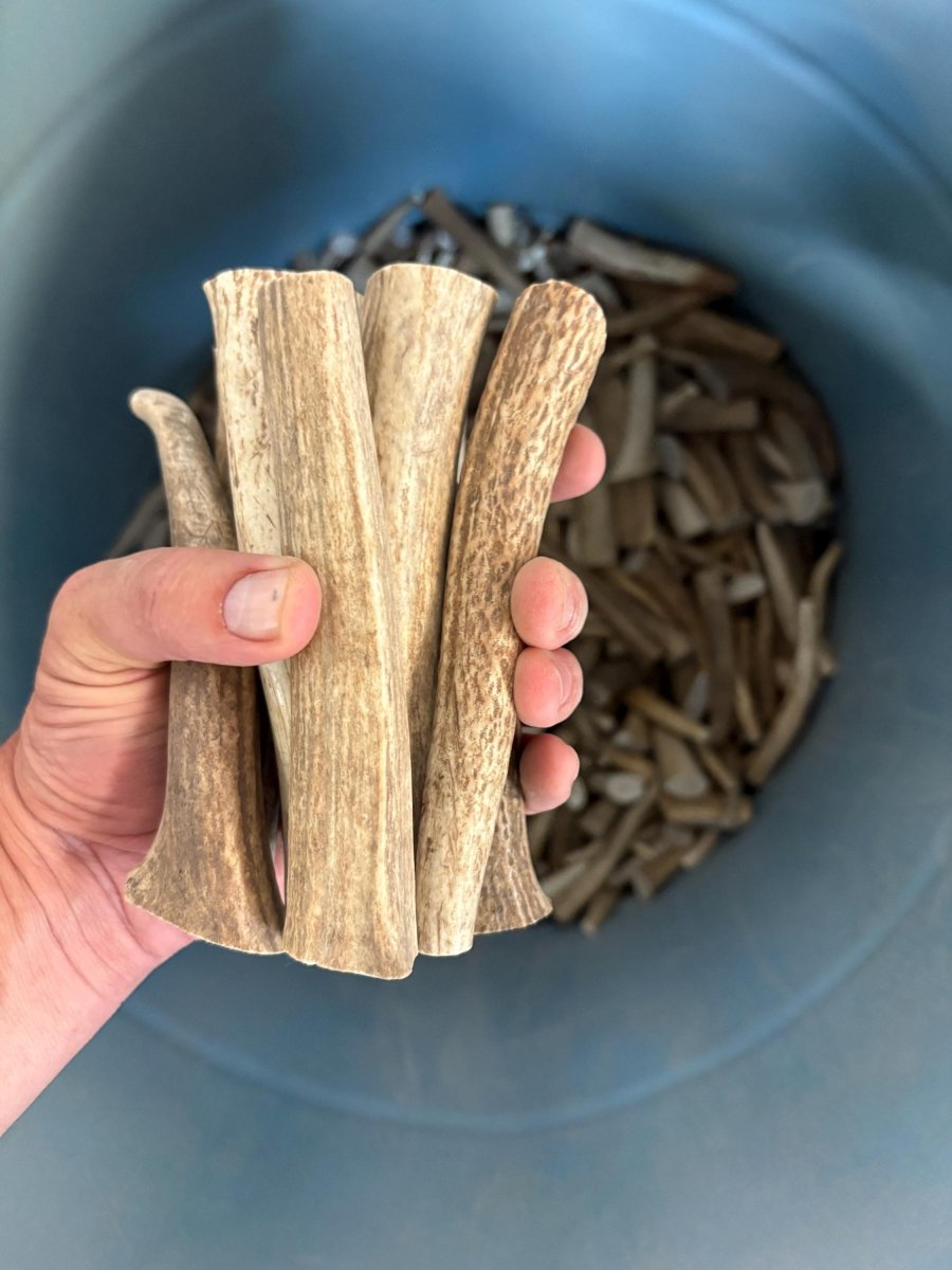 1 lb Small Elk Antler Dog Chews Bulk Pack Naturally Shed Chews for Small Breeds & Puppies, Single Ingredient Dental Treat - Chomper chewz