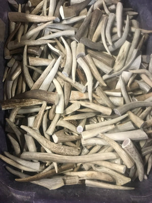 1 lb Small Elk Antler Dog Chews Bulk Pack Naturally Shed Chews for Small Breeds & Puppies, Single Ingredient Dental Treat - Chomper chewz
