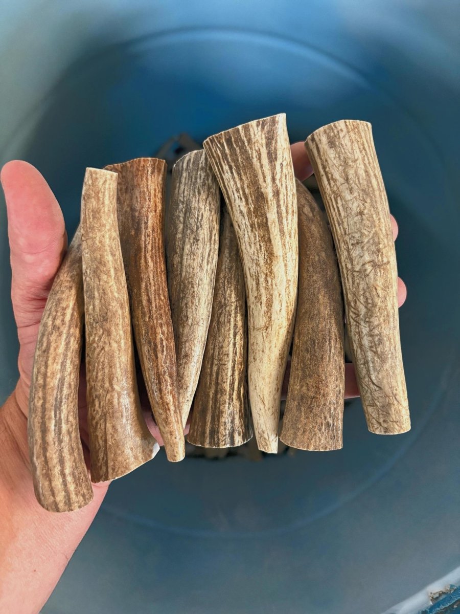 1 lb Small Elk Antler Dog Chews Bulk Pack Naturally Shed Chews for Small Breeds & Puppies, Single Ingredient Dental Treat - Chomper chewz