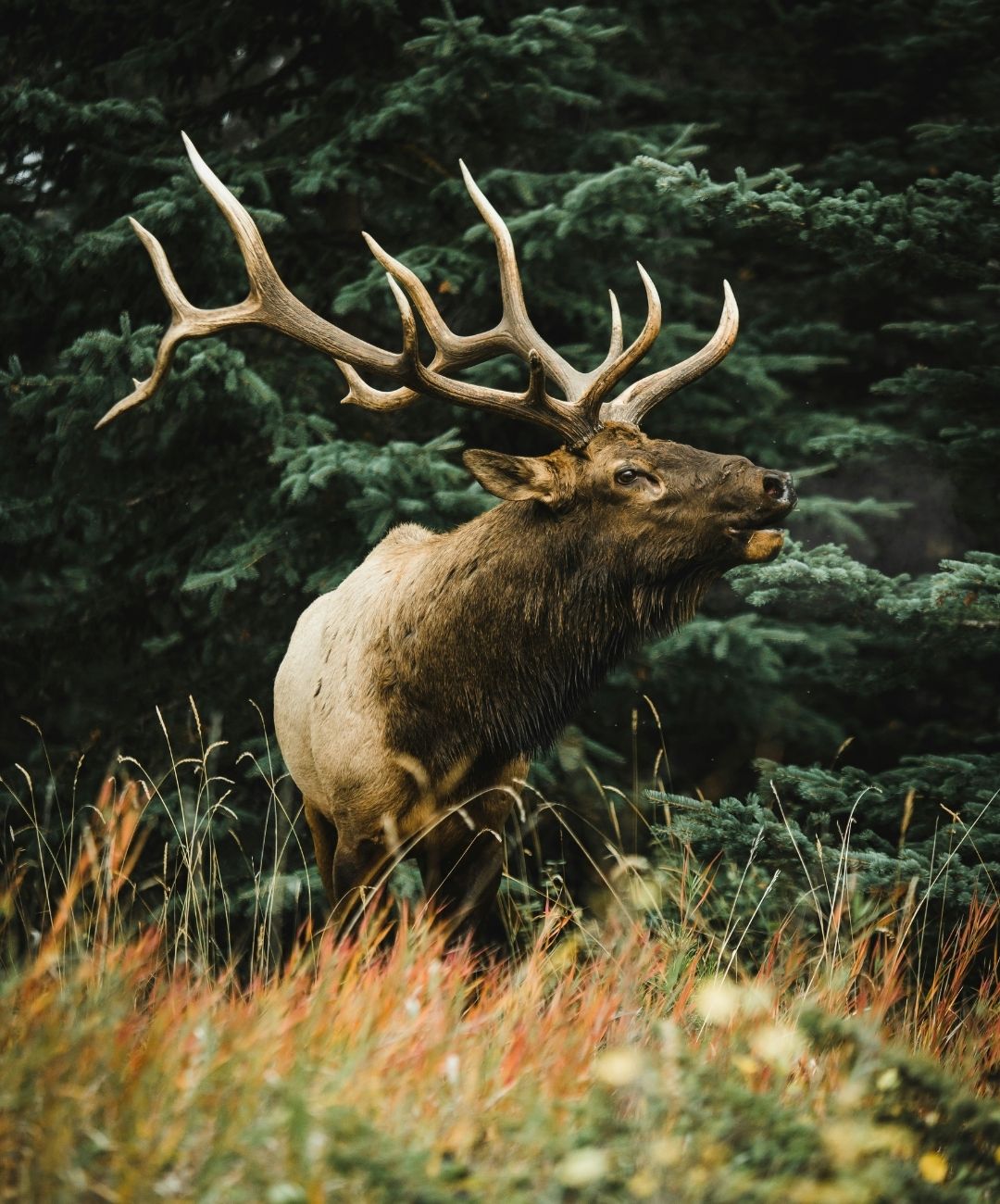 A side profile of a large bull elk with impressive antlers bugling in front of a dense evergreen forest.