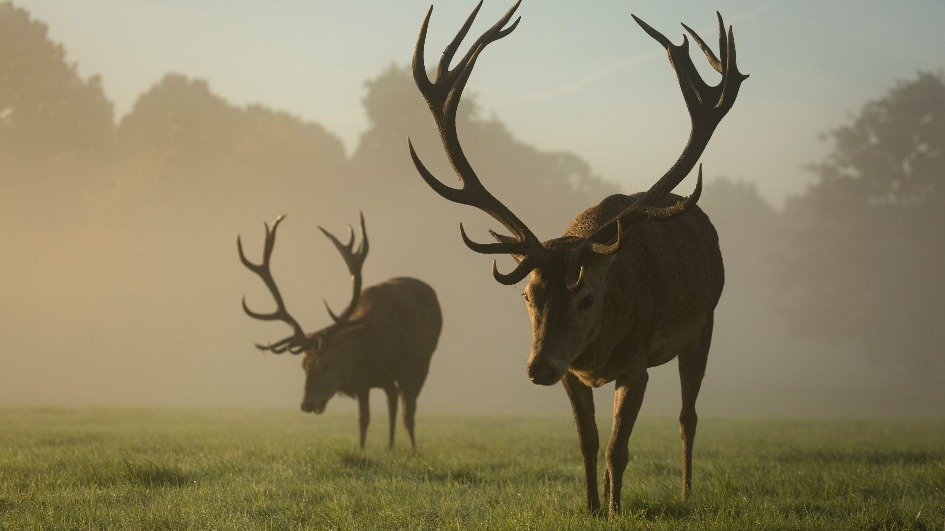 Two large stags with prominent antlers walking through a grassy meadow during a golden, misty sunrise.