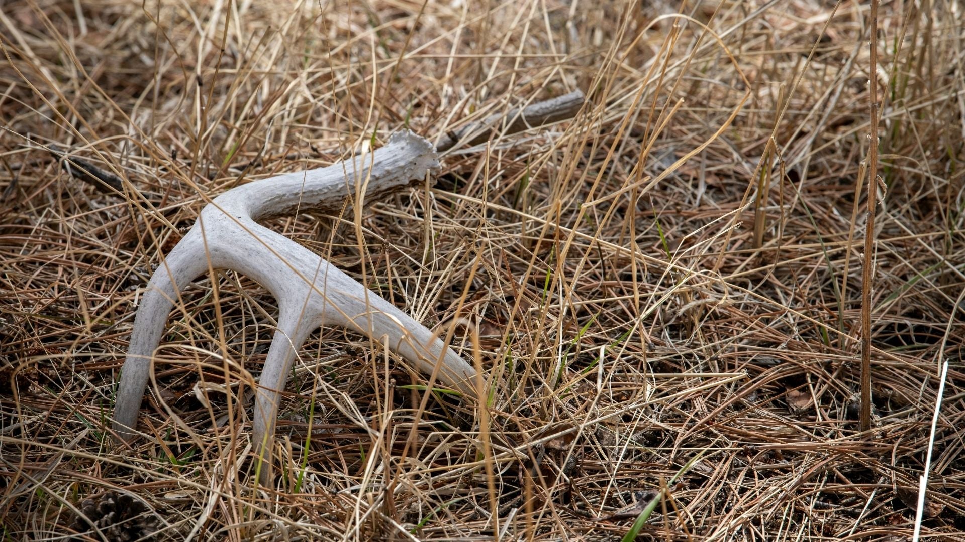A single, weathered white antler shed lying on a bed of dry pine needles and brown grass.