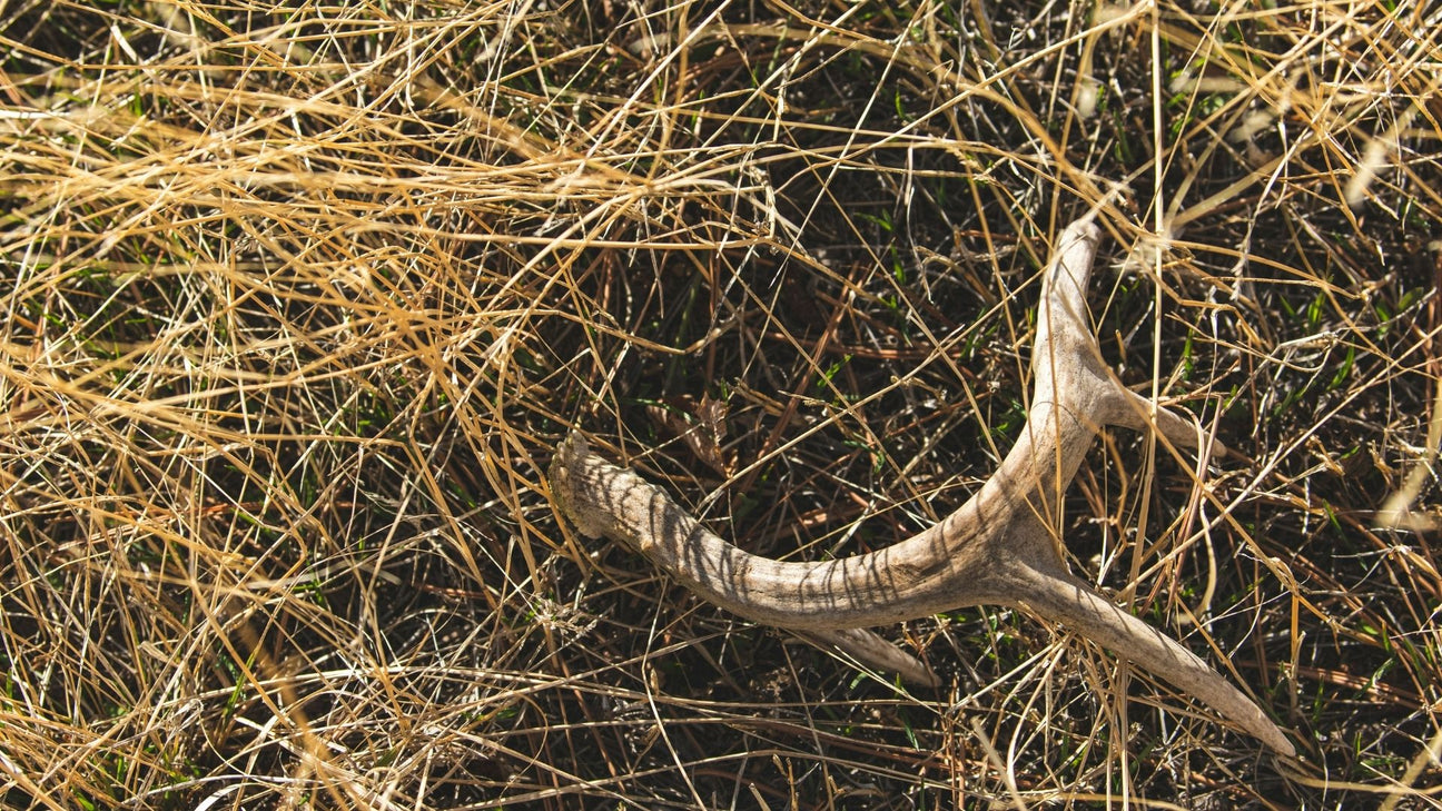 A top-down view of a small antler branch lying in a field of dry, matted yellow grass.