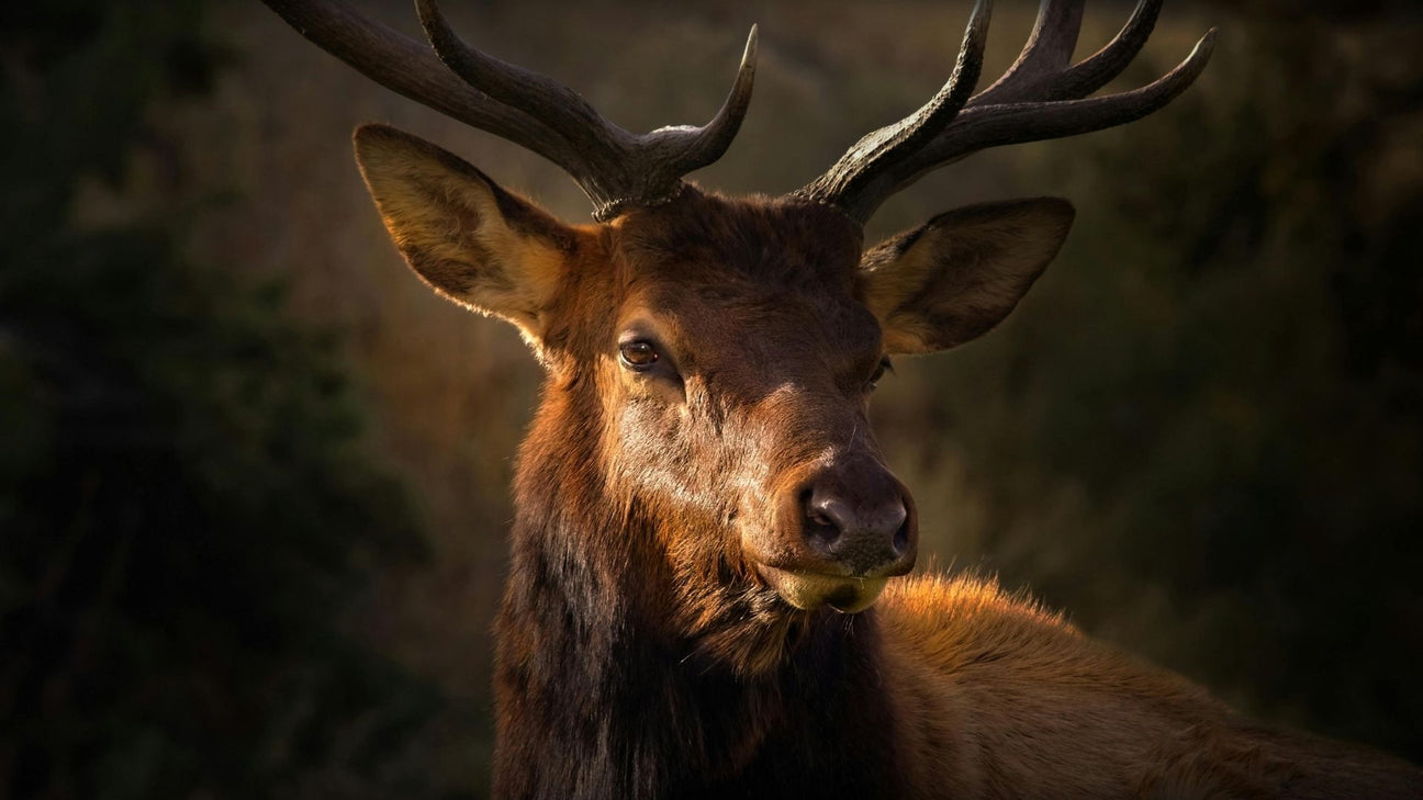 A dramatic, close-up portrait of an elk's face illuminated by warm, low-angle sunlight.
