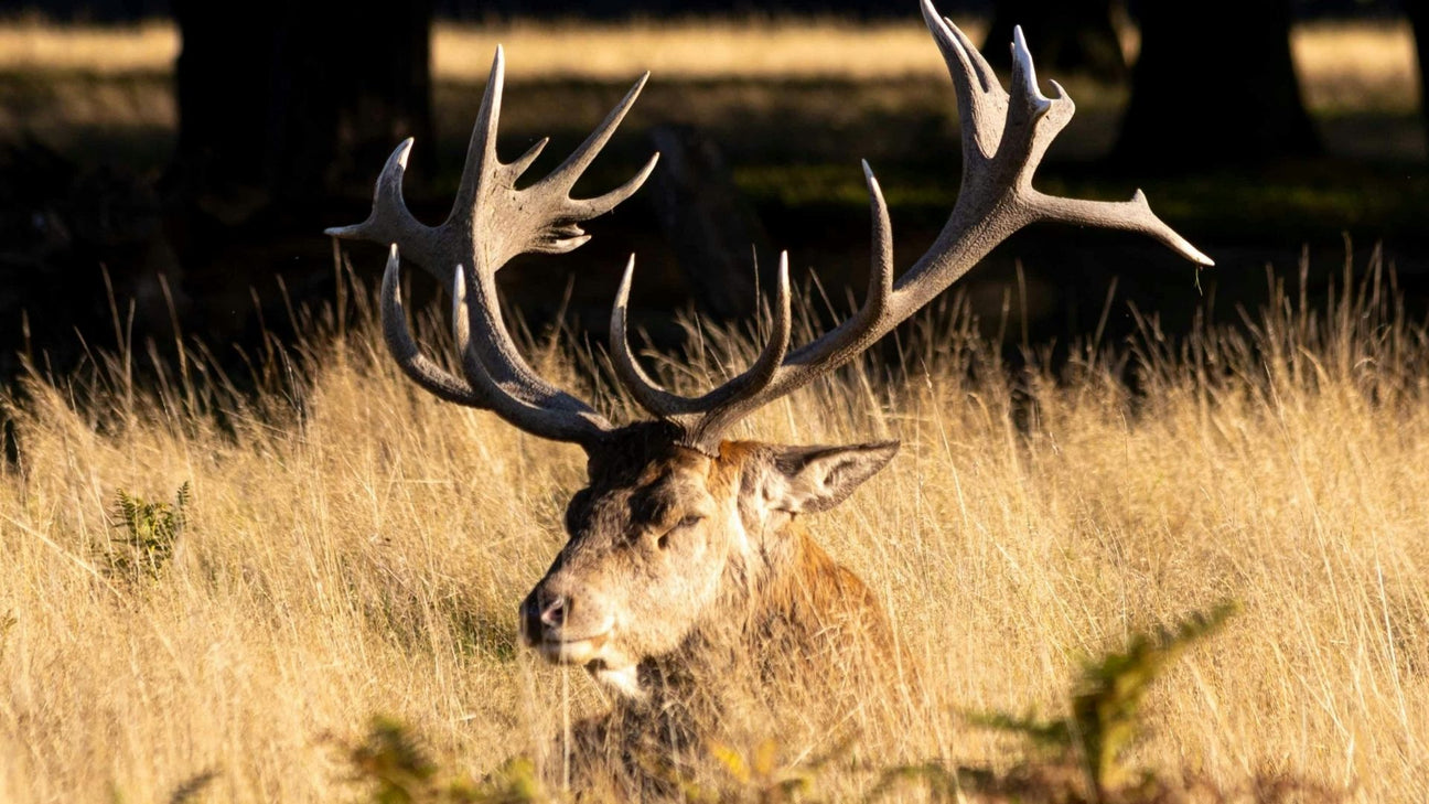A close-up of a stag with large, multi-pointed antlers resting in a field of tall, sunlit golden grass.