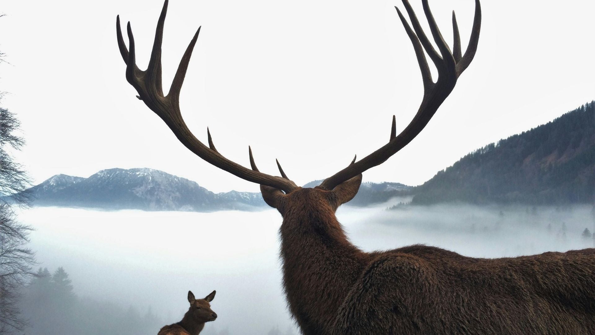 A dramatic view from behind a large elk looking out over a vast, fog-filled mountain valley.