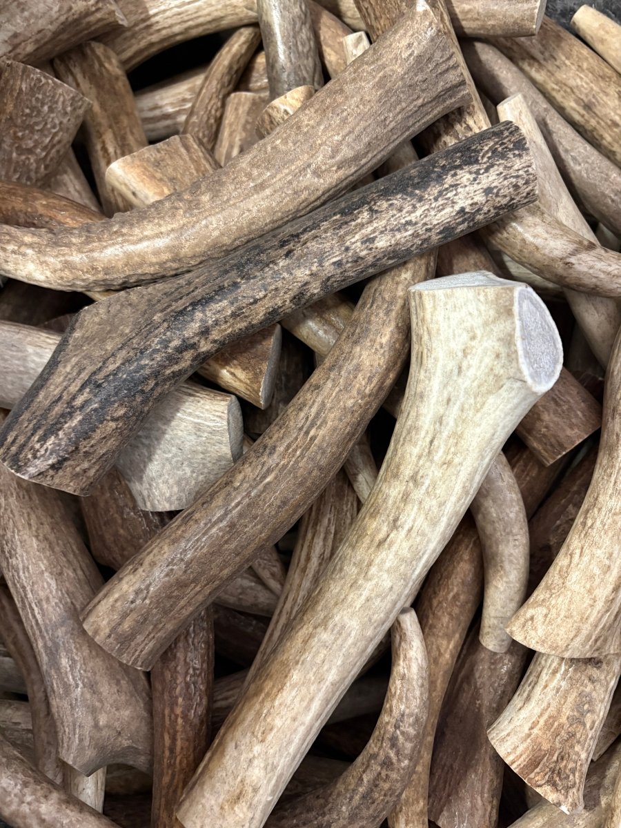 5-Pack Large Whole Elk Antler Chews – Natural Dog Chews | Chomper Chewz - Chomper chewz