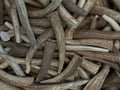 5-Pack Small Whole Elk Antler Chews – Natural Long-Lasting Dog Chews | Chomper Chewz - Chomper chewz