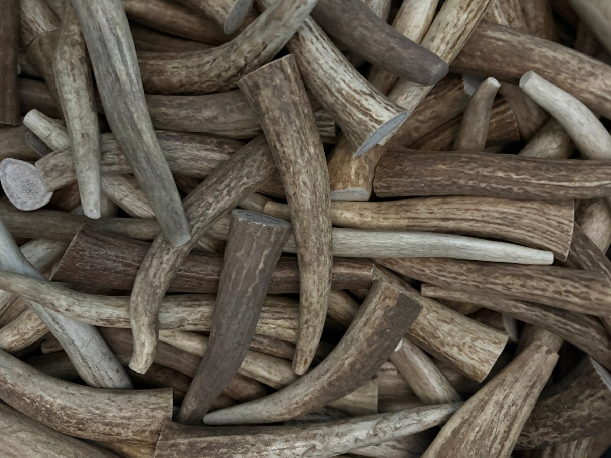 5-Pack Small Whole Elk Antler Chews – Natural Long-Lasting Dog Chews | Chomper Chewz - Chomper chewz