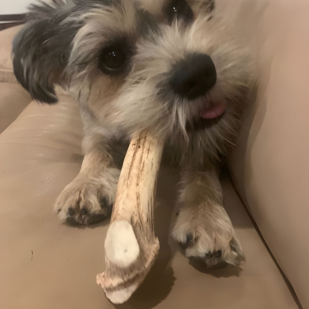 Close-up of a small, scruffy terrier-mix dog lying on a tan sofa, chewing on a large antler piece.