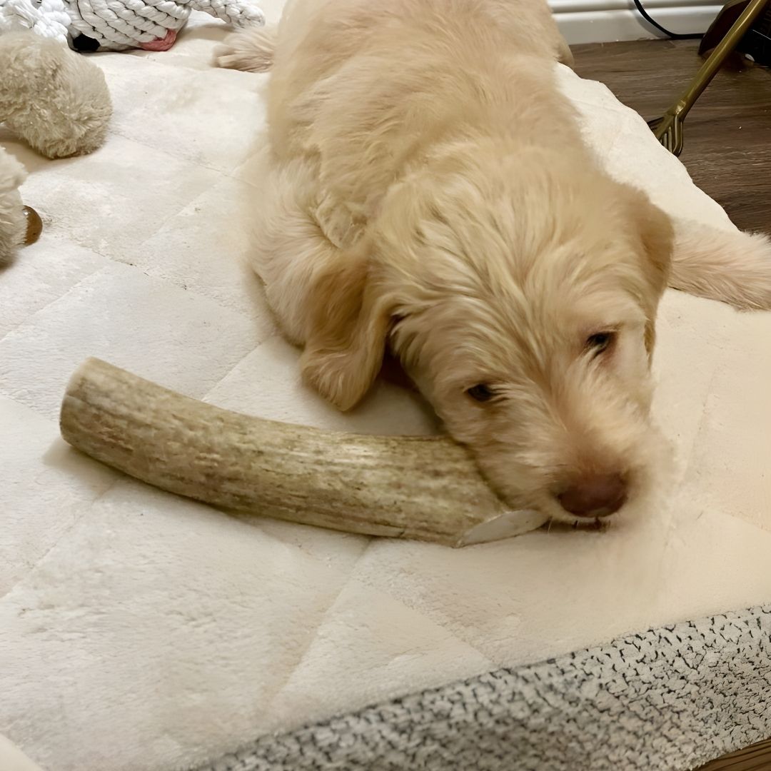 A light-colored, fluffy puppy resting its head on a quilted white dog bed next to a long antler chew.