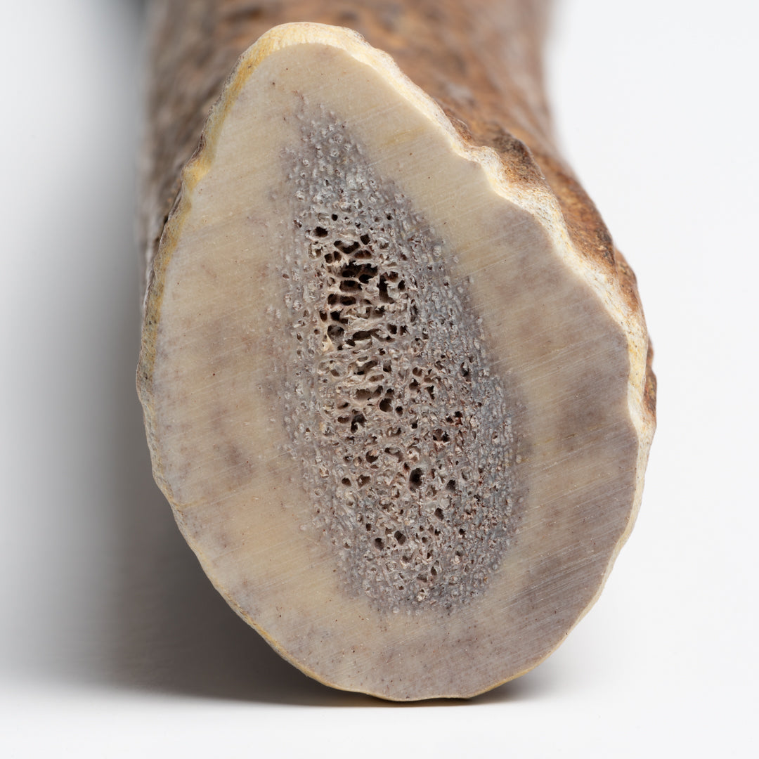Large Whole Elk Antler Chew