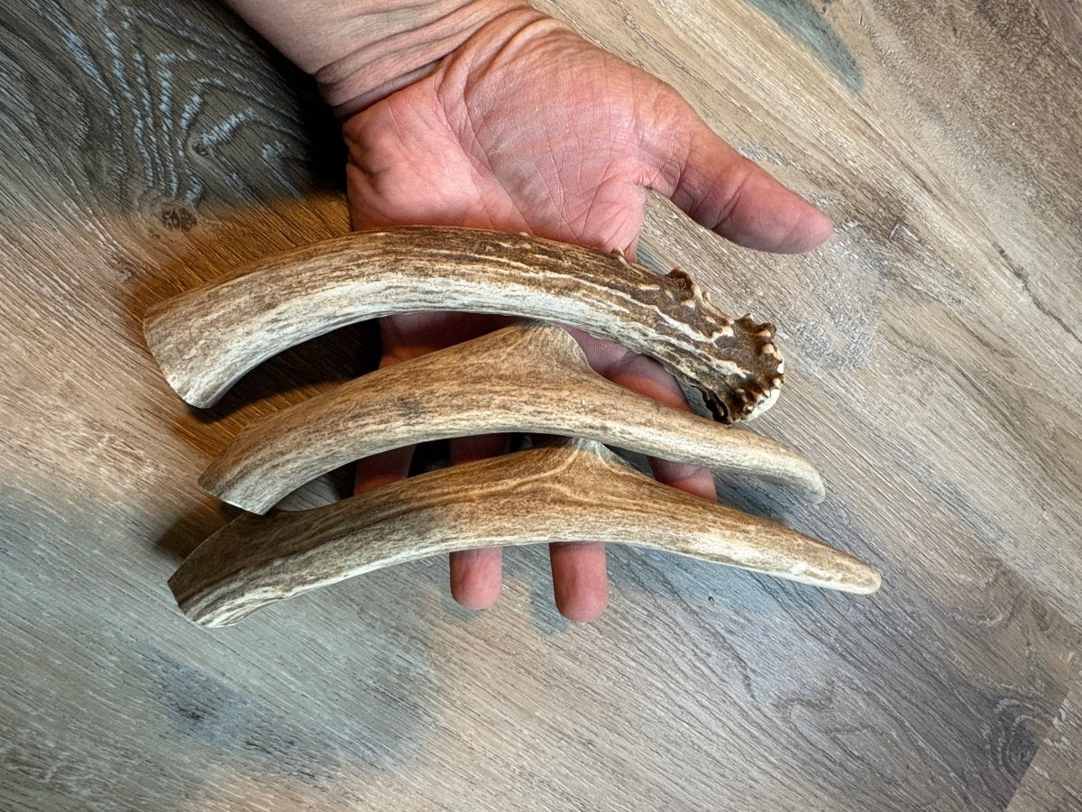 Deer Antler Dog Chews – 1 lb | Chomper Chewz - Chomper chewz