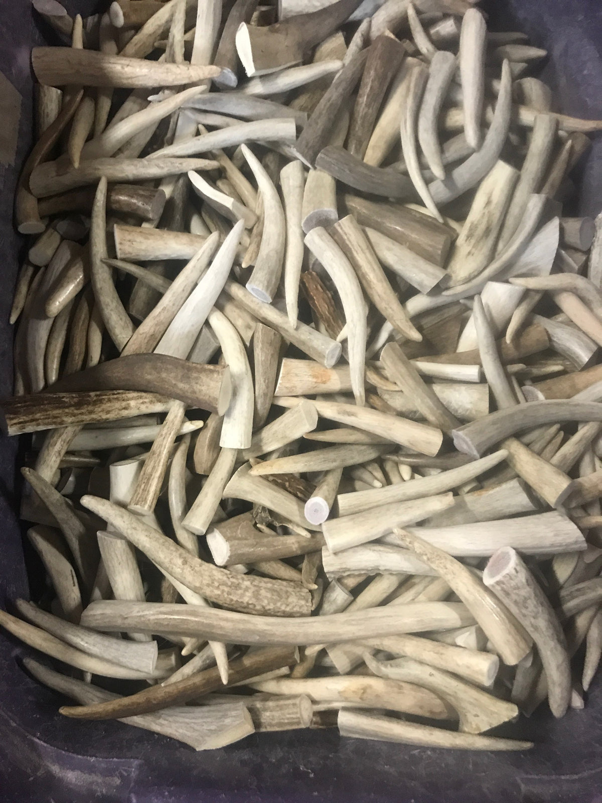 1 lb Small Elk Antler Dog Chews Bulk Pack  Naturally Shed Chews for Small Breeds & Puppies, Single Ingredient Dental Treat