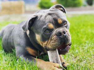 Jumbo Split Elk Antler Dog Chew – Natural Marrow Chew for Extra-Large Dogs - Chomper chewz