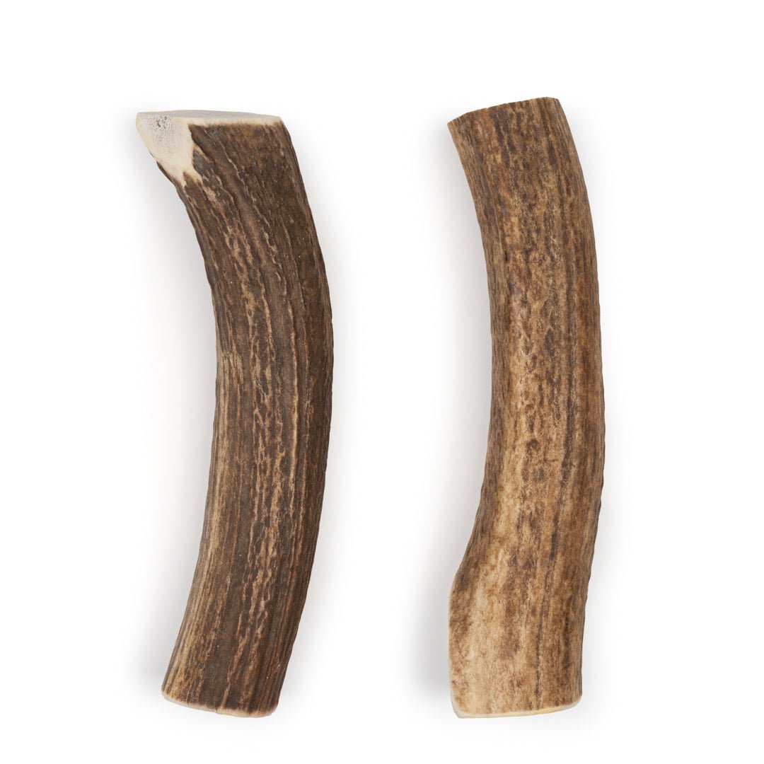 Jumbo Whole Elk Antler Dog Chew – Natural Long-Lasting Chew for Large & Extra-Large Dogs - Chomper chewz