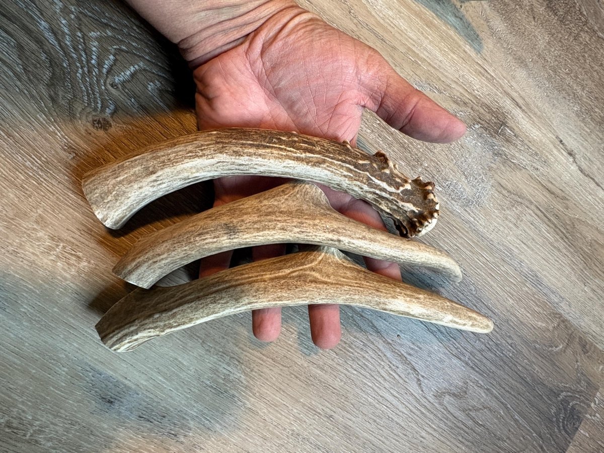 Large Elk & Deer Antler Dog Chews 7-9 inches Naturally Shed Long Lasting Single Ingredient Chew for Big Dogs and Aggressive Chewers - Chomper chewz