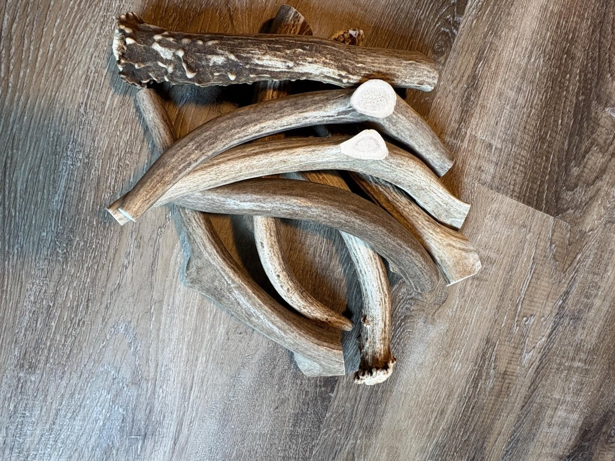 Large Elk & Deer Antler Dog Chews 7-9 inches Naturally Shed Long Lasting Single Ingredient Chew for Big Dogs and Aggressive Chewers - Chomper chewz