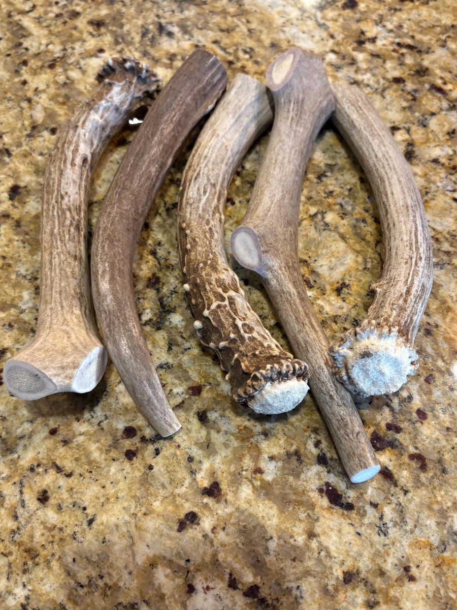 Large Elk & Deer Antler Dog Chews 7-9 inches Naturally Shed Long Lasting Single Ingredient Chew for Big Dogs and Aggressive Chewers - Chomper chewz