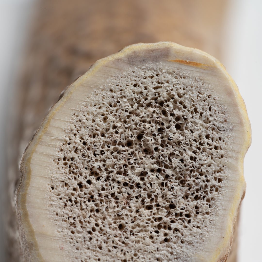 Large Split Elk Antler Dog Chew – Natural Marrow Chew for Large Dogs - Chomper chewz