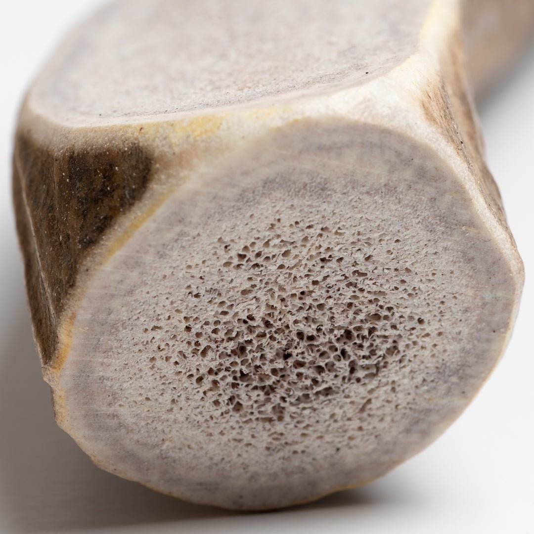 Large Split Elk Antler Dog Chew – Natural Marrow Chew for Large Dogs - Chomper chewz