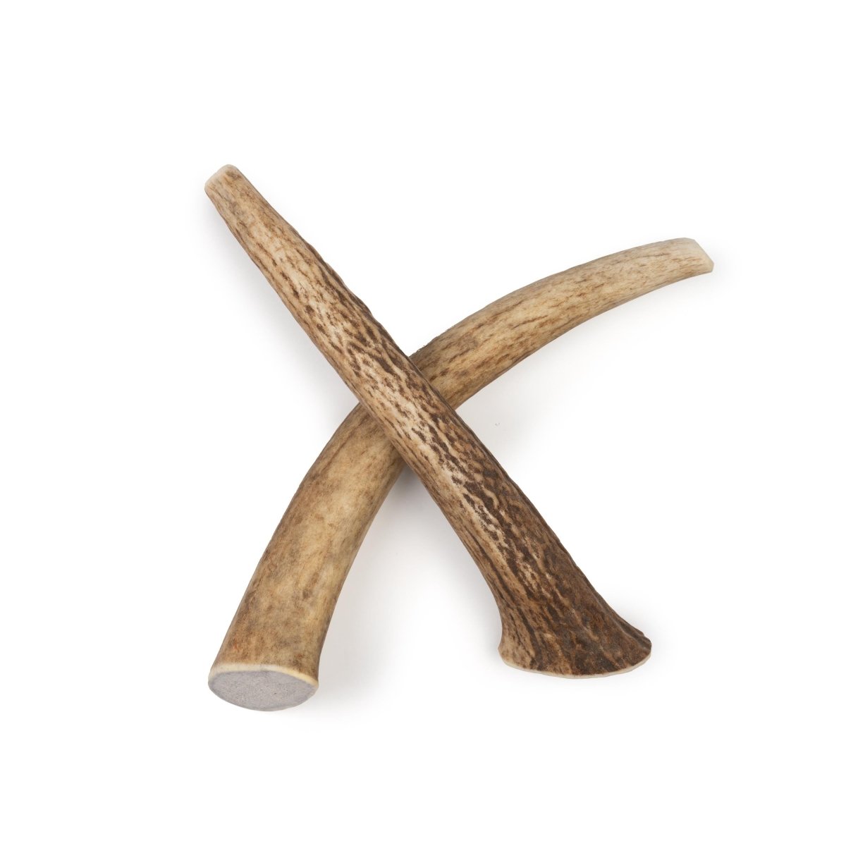 Medium Whole Elk Antler Dog Chews 5 Pack Naturally Shed, Long Lasting Single Ingredient Dental Treat for Aggressive Chewers - Chomper chewz