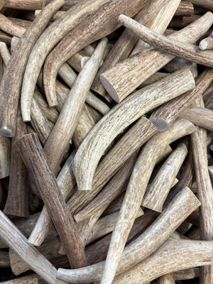 Medium Whole Elk Antler Dog Chews 5 Pack Naturally Shed, Long Lasting Single Ingredient Dental Treat for Aggressive Chewers - Chomper chewz