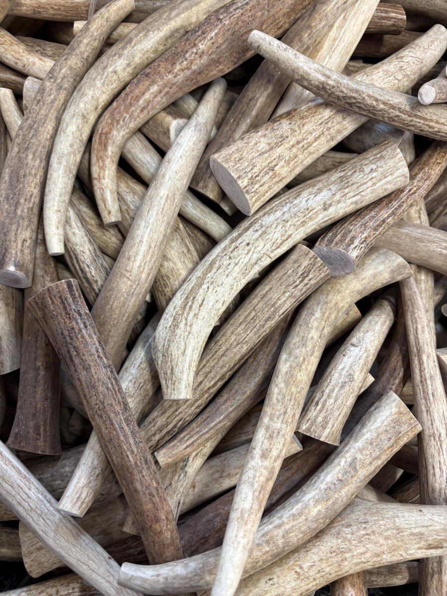 Medium Whole Elk Antler Dog Chews 5 Pack Naturally Shed, Long Lasting Single Ingredient Dental Treat for Aggressive Chewers - Chomper chewz