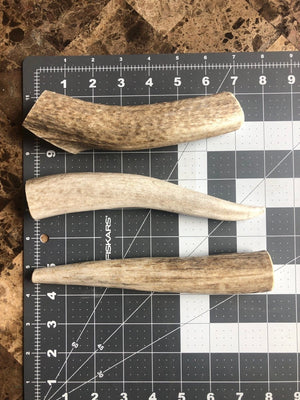 Medium Whole Elk Antler Dog Chews 5 Pack Naturally Shed, Long Lasting Single Ingredient Dental Treat for Aggressive Chewers - Chomper chewz