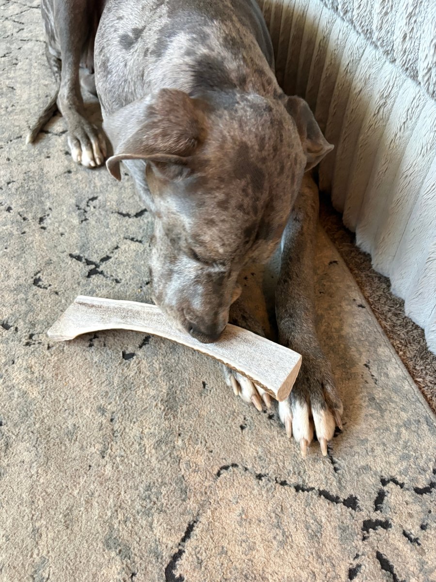 MEGA Split Elk Antler Chew Supreme Premium Quality - Chomper chewz