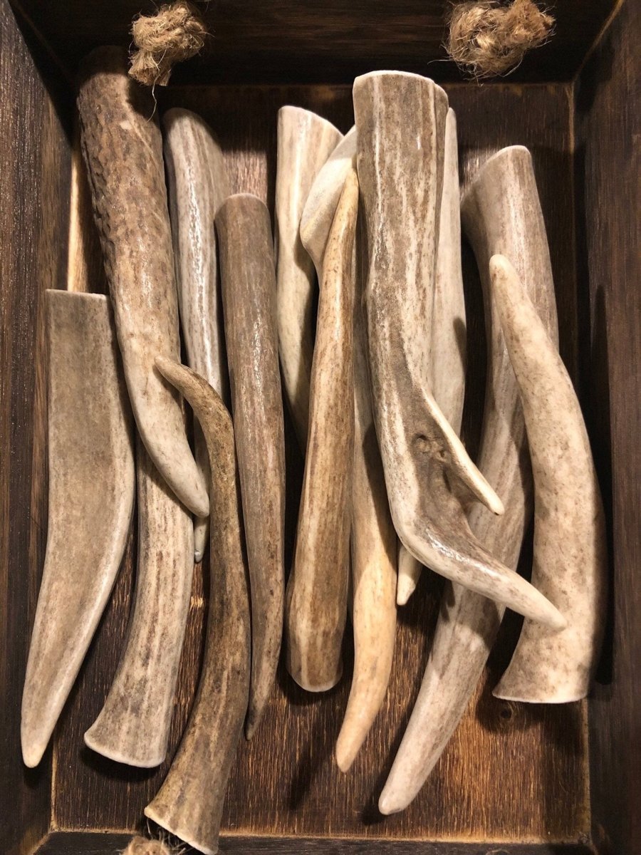 Small Elk Antler Dog Chew Naturally Shed Single Ingredient Chew for Small Breeds, Puppies & Seniors, Long Lasting Dental Treat - Chomper chewz