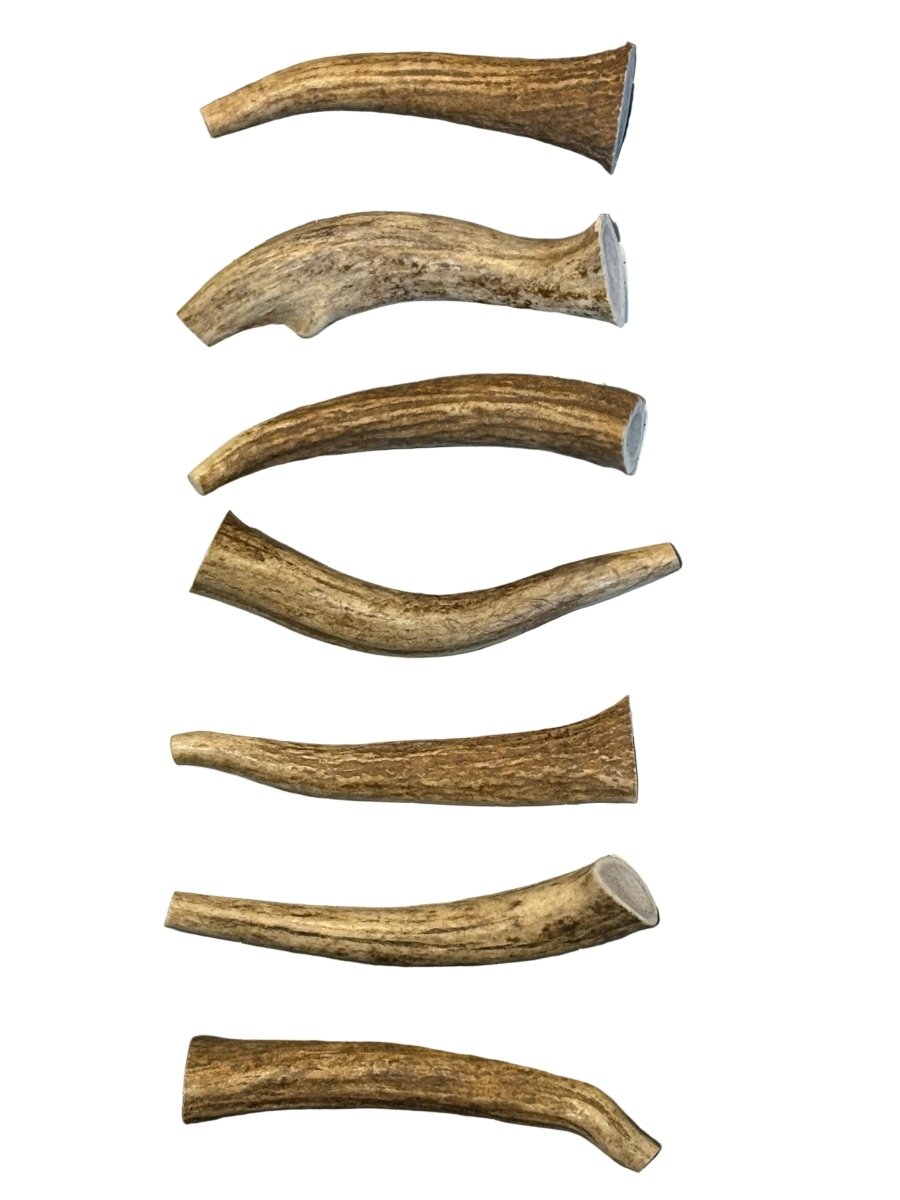 Small Whole Elk Antler Dog Chew – Natural, Long-Lasting Chew for Small Dogs - Chomper chewz