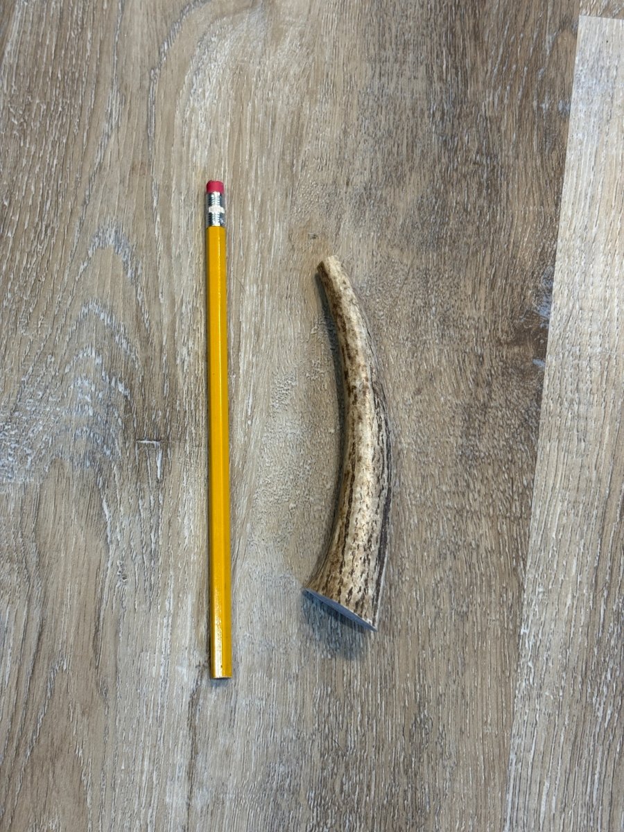 Small Whole Elk Antler Dog Chew – Natural, Long-Lasting Chew for Small Dogs - Chomper chewz